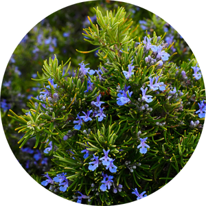 Rosemary