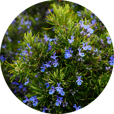 Rosemary