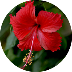 Hibiscus
