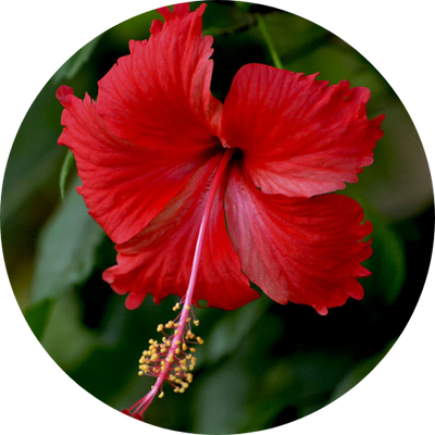 Hibiscus